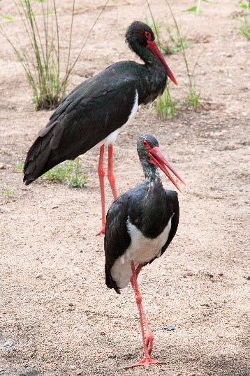 Image -- Black storks