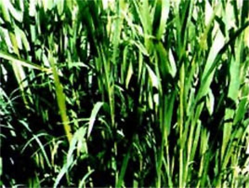 Image -- Sudan grass