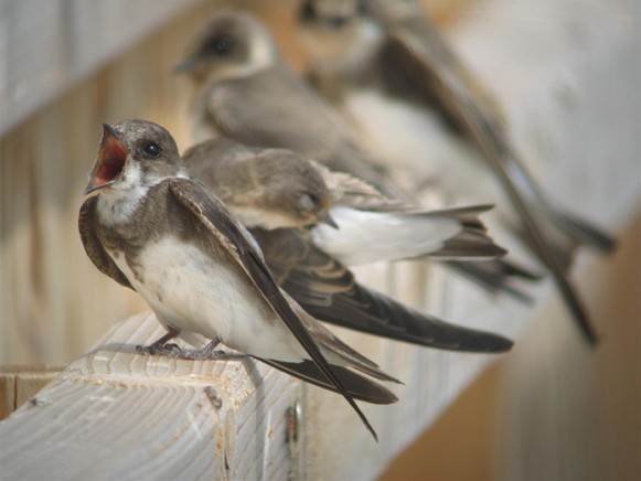 Image -- Bank swallows