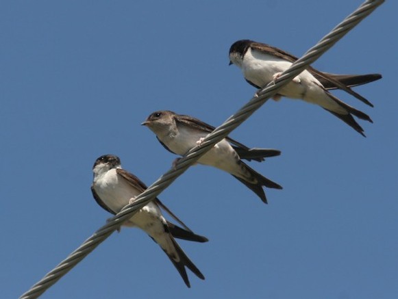 Image -- Urban swallows