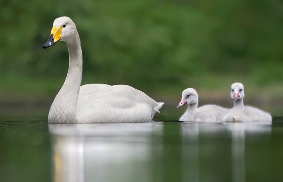 Image -- Whooper swans