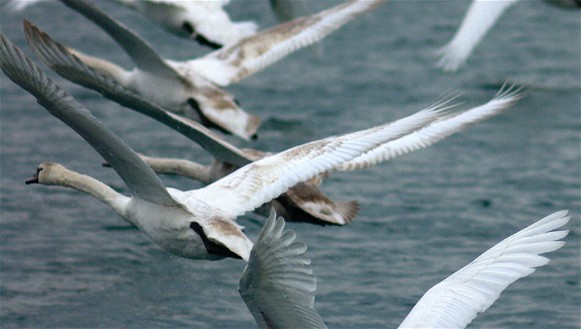 Image -- Mute swans
