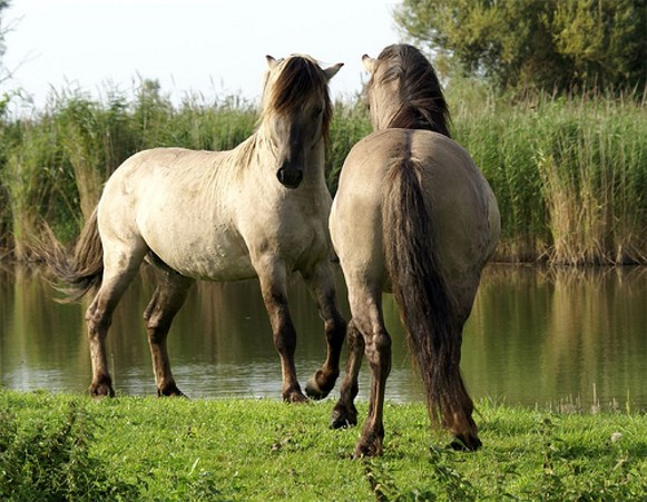 Image -- Tarpan wild horses (rederived by selection).