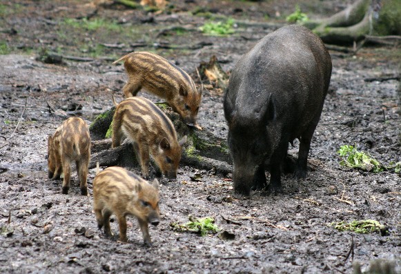 Image -- Wild boars