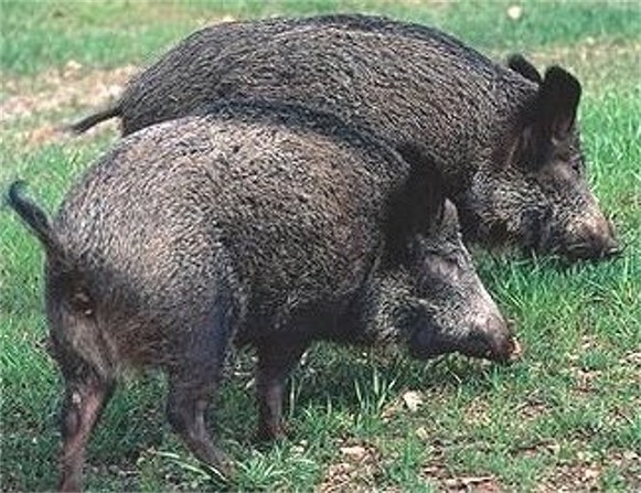 Image -- Wild boars