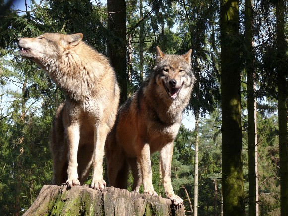 Image -- Wolves