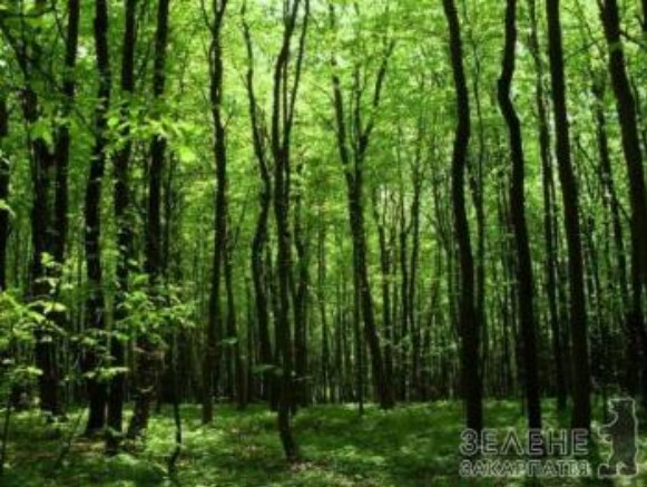 Image -- Beech forest in the Zacharovanyi Krai National Nature Park.