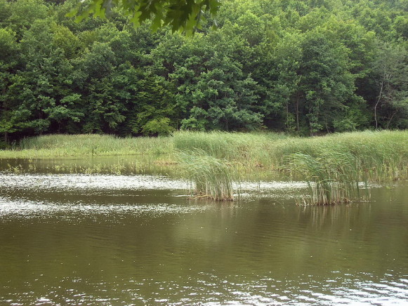 Image -- A lake in the Zacharovanyi Krai National Nature Park.
